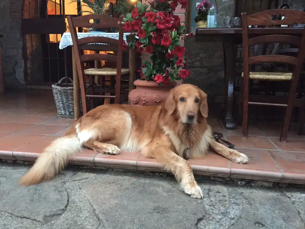 Dog Friendly